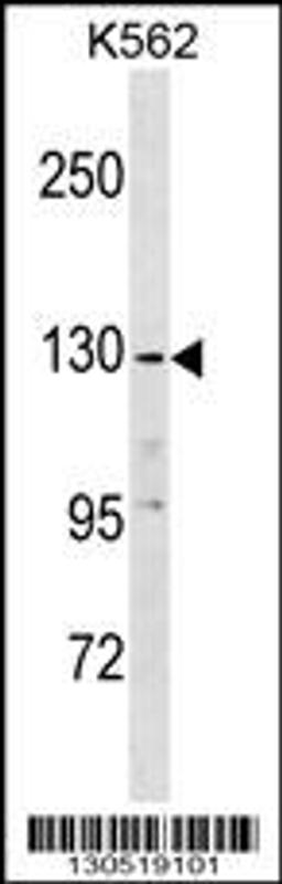 Western blot analysis in K562 cell line lysates (35ug/lane).