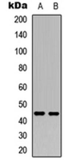 Western blot analysis of HepG2 (Lane1), HeLa (Lane2) whole cell using NR2F2 antibody