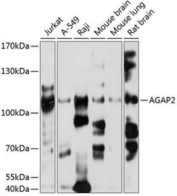 Western blot - AGAP2 antibody (A2759)