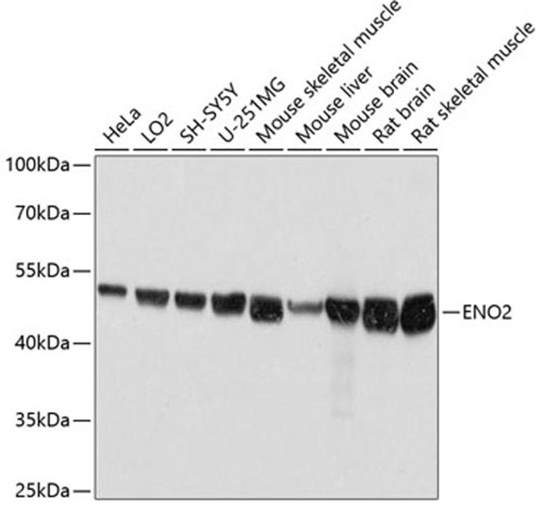 Western blot - ENO2 antibody (A12341)