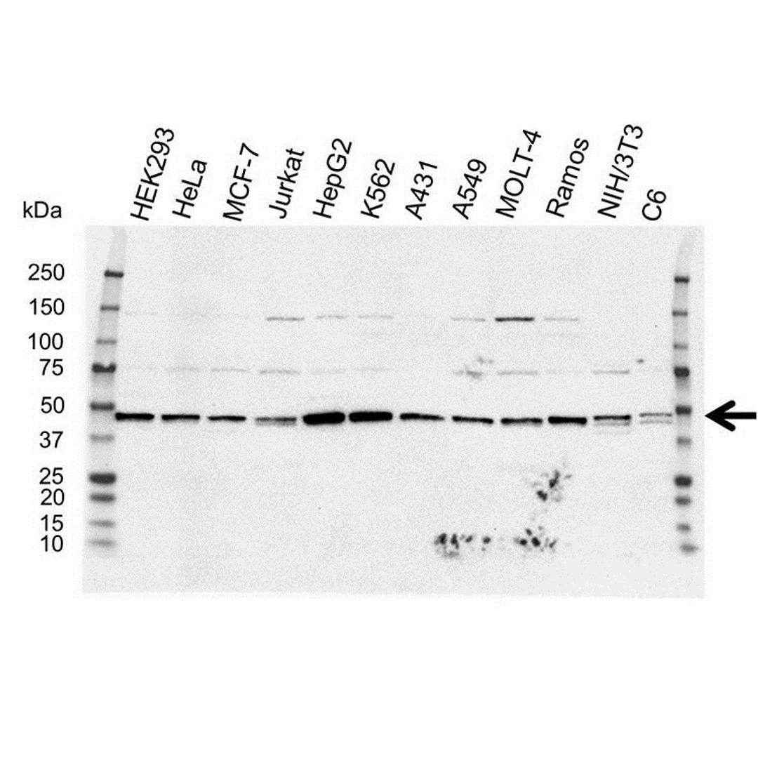 Western blot analysis of whole cell lysates probed with TRAF2 antibody 