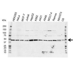 Western blot analysis of whole cell lysates probed with TRAF2 antibody 