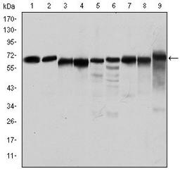 Western blot analysis of Jurkat (Lane1), Hela (Lane2), HepG2 (Lane3), MCF-7 (Lane4), Cos7 (Lane5), NIH/3T3 (Lane6), K562 (Lane7), HEK293 (Lane8), and PC-12 (Lane9) cell lysate using AMPK alpha 1 Antiboy antibody