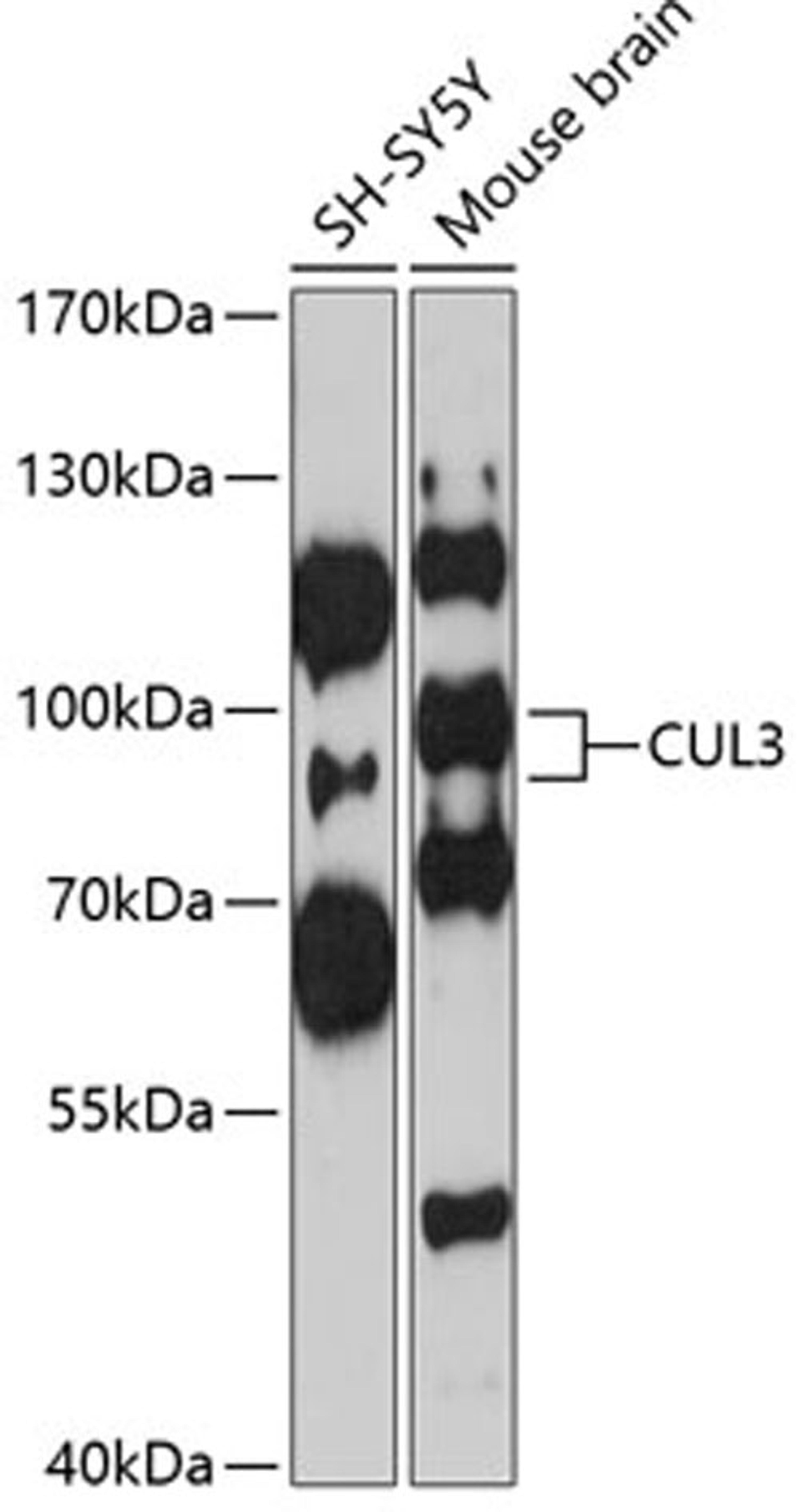 Western blot - CUL3 antibody (A1078)