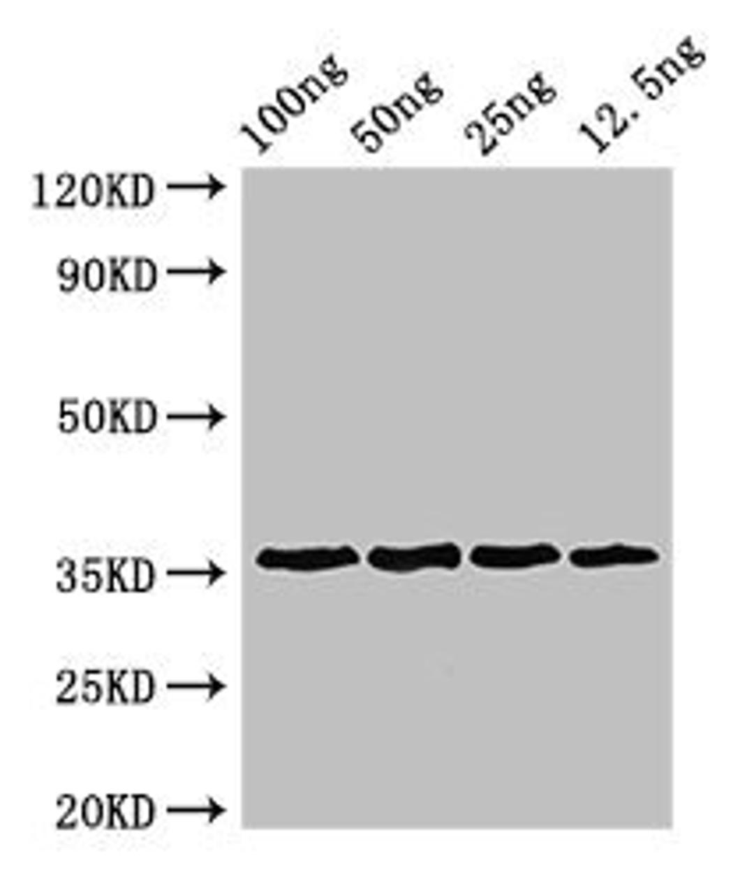 Western Blot. Positive WB detected in Recombinant protein. All lanes: ANXA13 antibody at 3µg/ml. Secondary. Goat polyclonal to rabbit IgG at 1/50000 dilution. predicted band size: 36 kDa. observed band size: 36 kDa