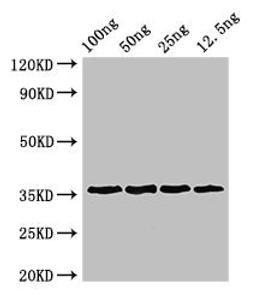 Western Blot. Positive WB detected in Recombinant protein. All lanes: ANXA13 antibody at 3µg/ml. Secondary. Goat polyclonal to rabbit IgG at 1/50000 dilution. predicted band size: 36 kDa. observed band size: 36 kDa