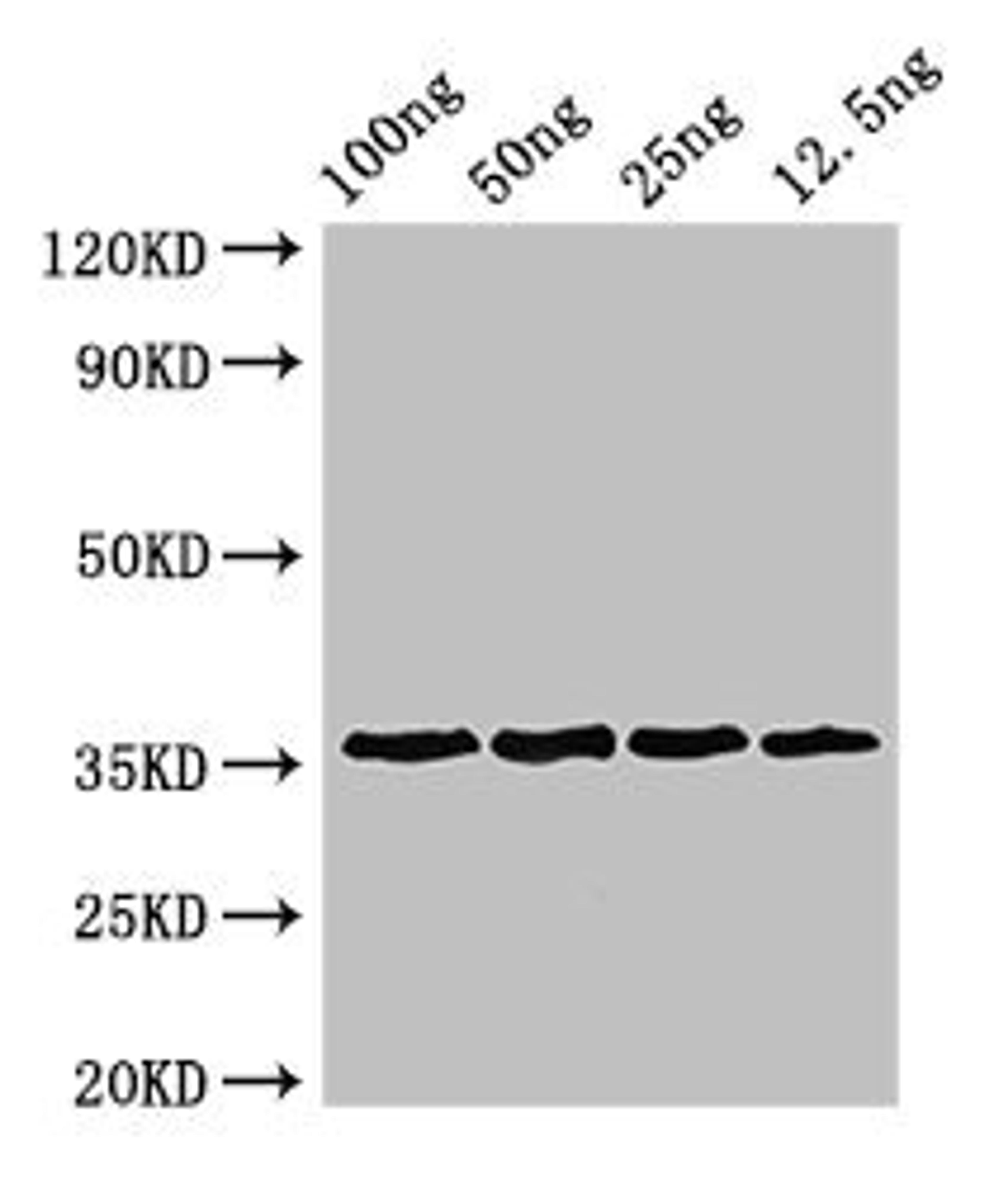 Western Blot. Positive WB detected in Recombinant protein. All lanes: ANXA13 antibody at 3µg/ml. Secondary. Goat polyclonal to rabbit IgG at 1/50000 dilution. predicted band size: 36 kDa. observed band size: 36 kDa