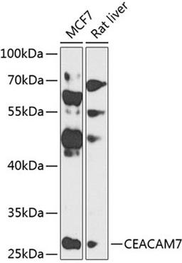 Western blot - CEACAM7 antibody (A8112)