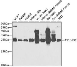 Western blot - C21orf33 antibody (A6429)