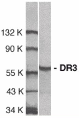 Western blot analysis of DR3 in Jurkat total cell lysate with DR3 antibody at 1:1000 dilution. 