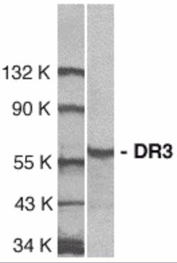 Western blot analysis of DR3 in Jurkat total cell lysate with DR3 antibody at 1:1000 dilution.