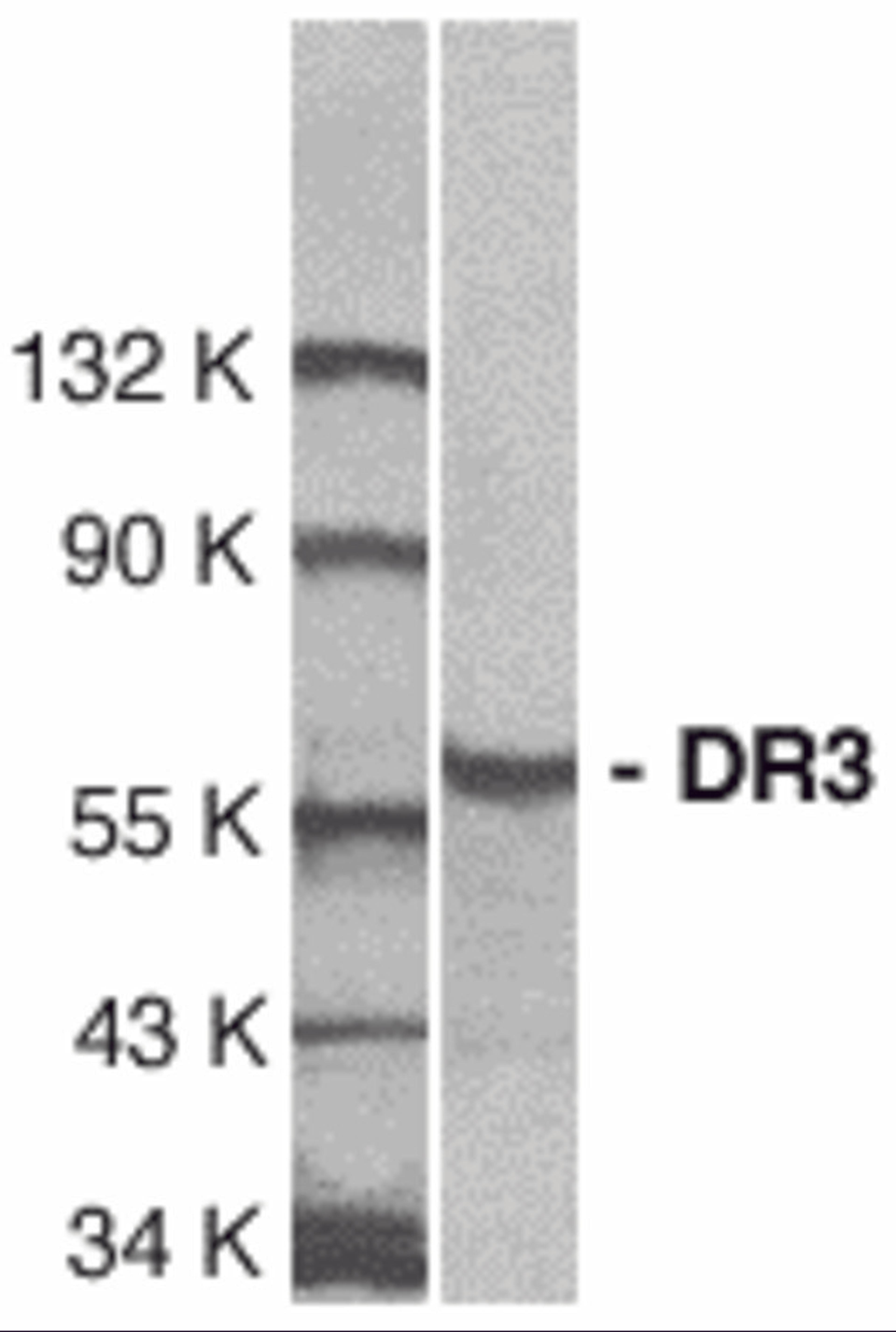 Western blot analysis of DR3 in Jurkat total cell lysate with DR3 antibody at 1:1000 dilution.