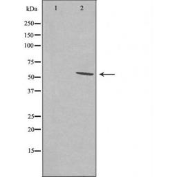 Western blot analysis of LOVO cells and RAW264.7 cells using SFRS11 antibody