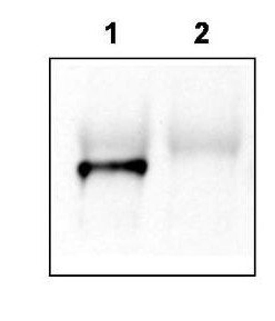 Western blot analysis of mouse brain lysate using Tamalin antibody