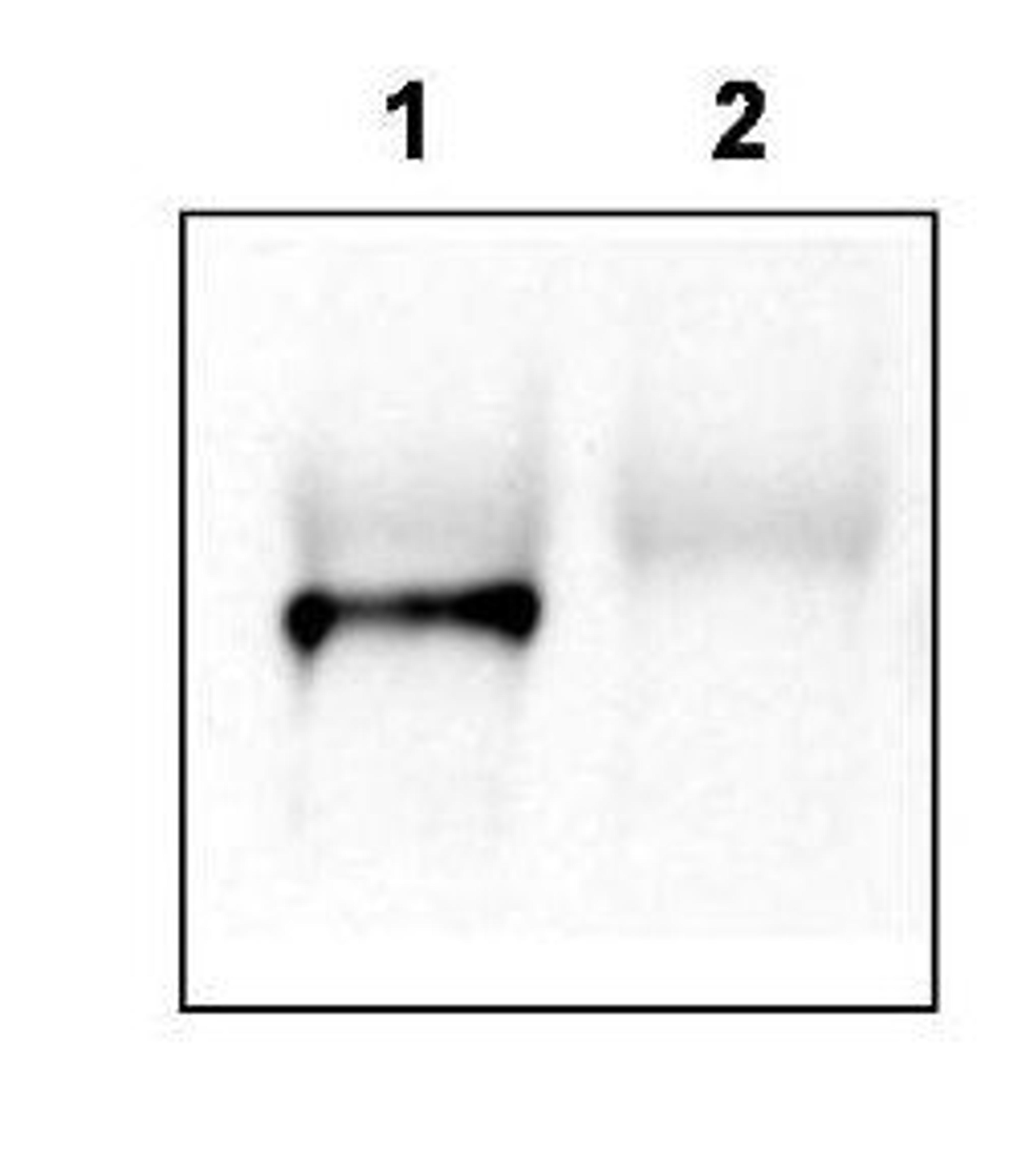 Western blot analysis of mouse brain lysate using Tamalin antibody