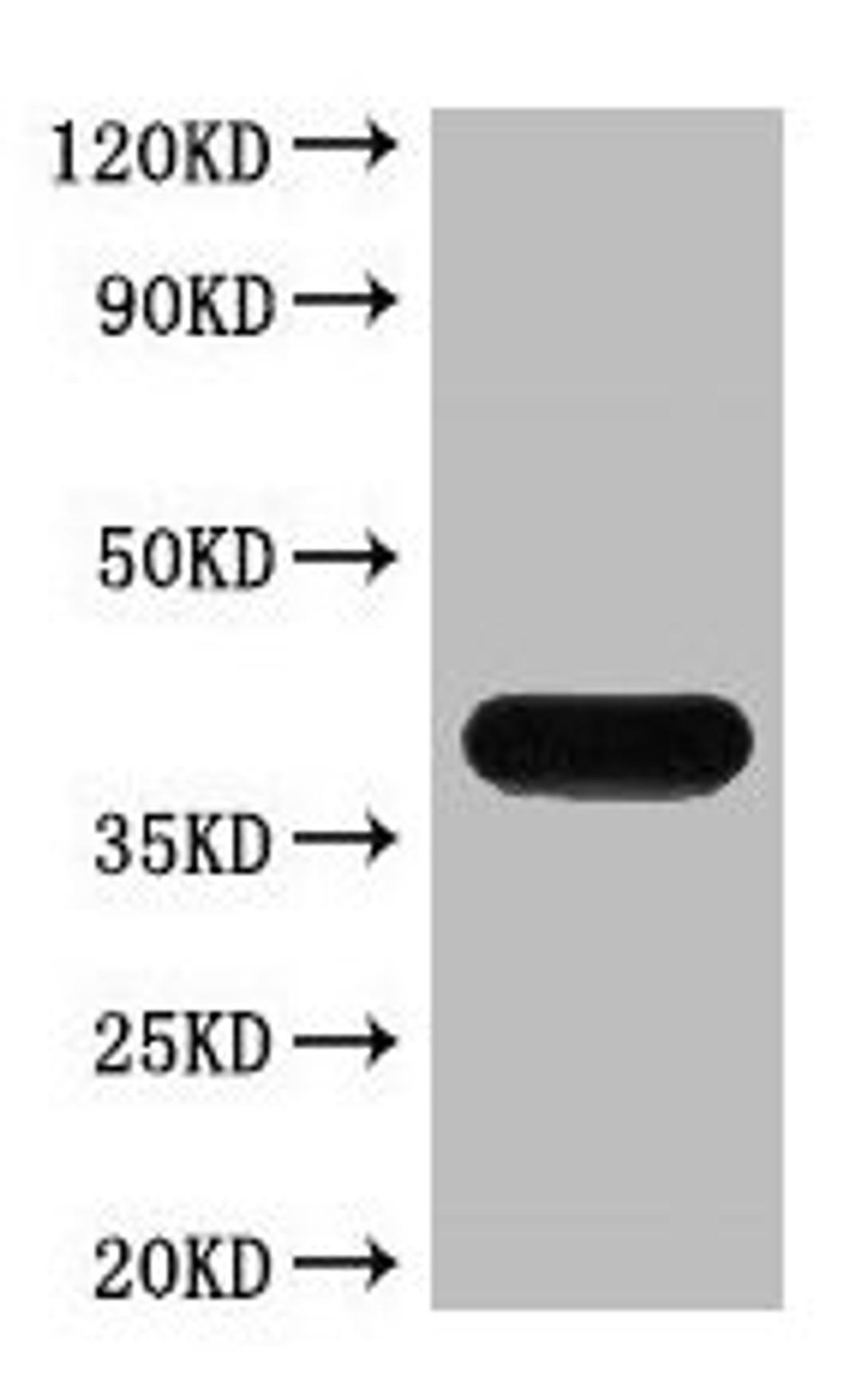 Western blot analysis of recombinant protein, mAb diluted at 1:5000.