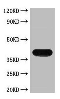 Western blot analysis of recombinant protein, mAb diluted at 1:5000.