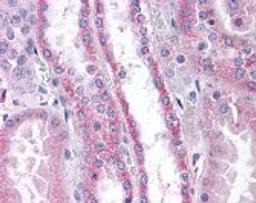 Immunohistochemistry staining of Apolipoprotein D in kidney tissue using Apolipoprotein D Antibody.