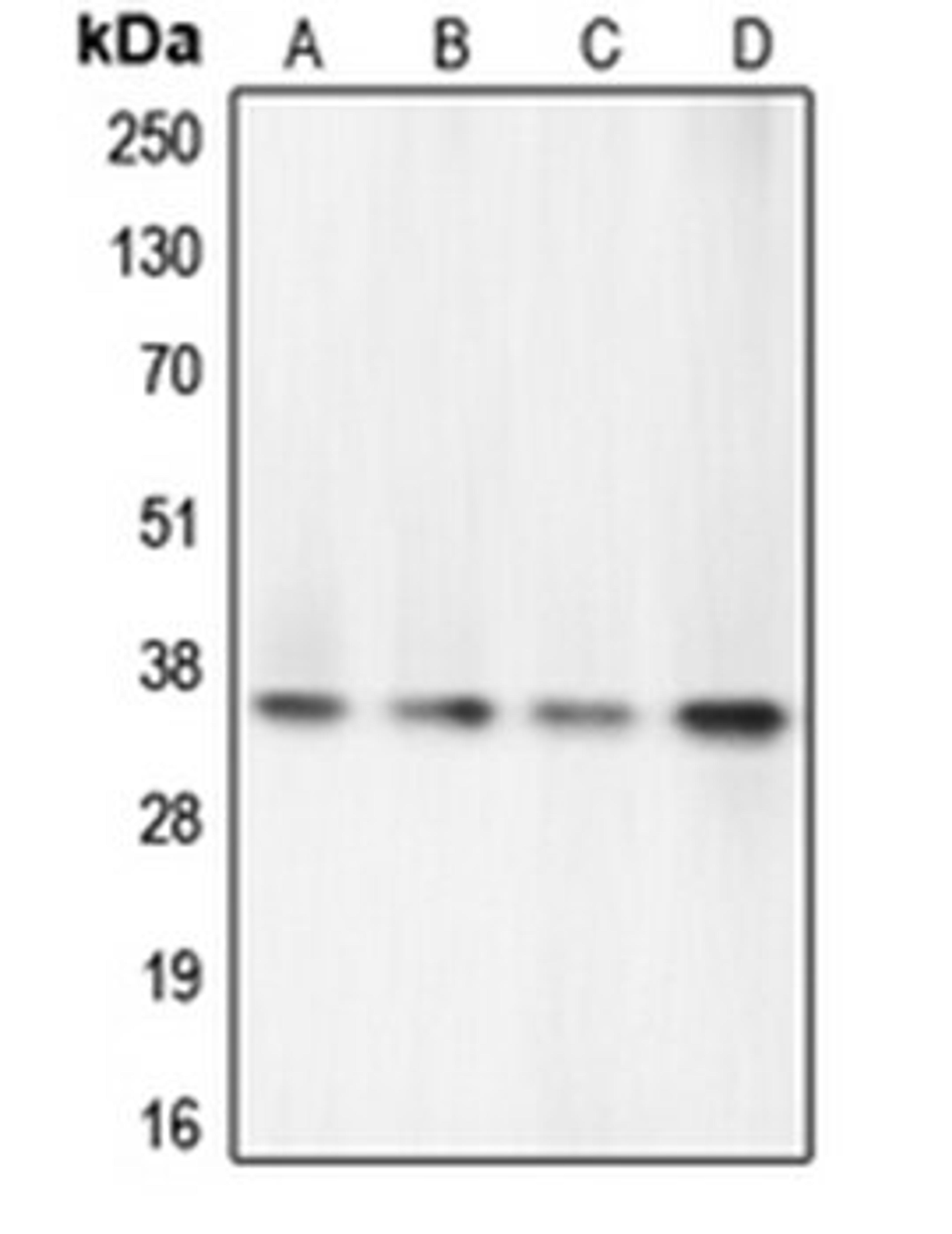 Western blot analysis of PC12 (Lane 1), Jurkat (Lane 2), HeLa (Lane 3), HEK293T (Lane 4) whole cell lysates using CASP7 antibody