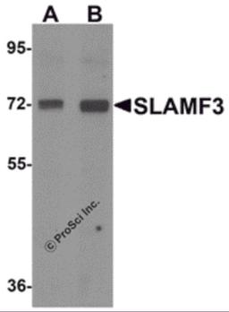 Western blot analysis of SLAMF3 in 293 cell lysate with SLAMF3 antibody at (A) 1 and (B) 2 μg/mL.