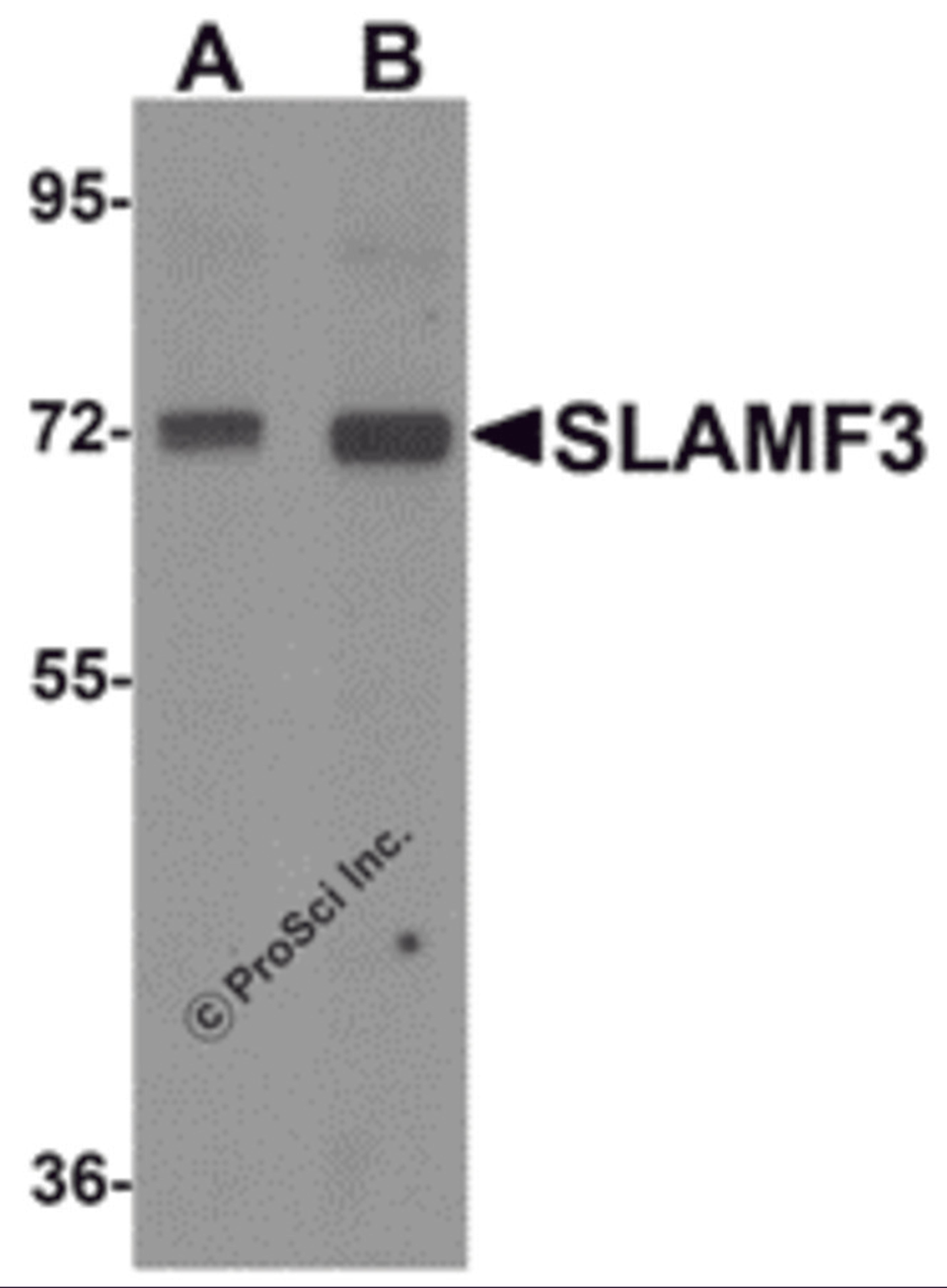 Western blot analysis of SLAMF3 in 293 cell lysate with SLAMF3 antibody at (A) 1 and (B) 2 μg/mL.