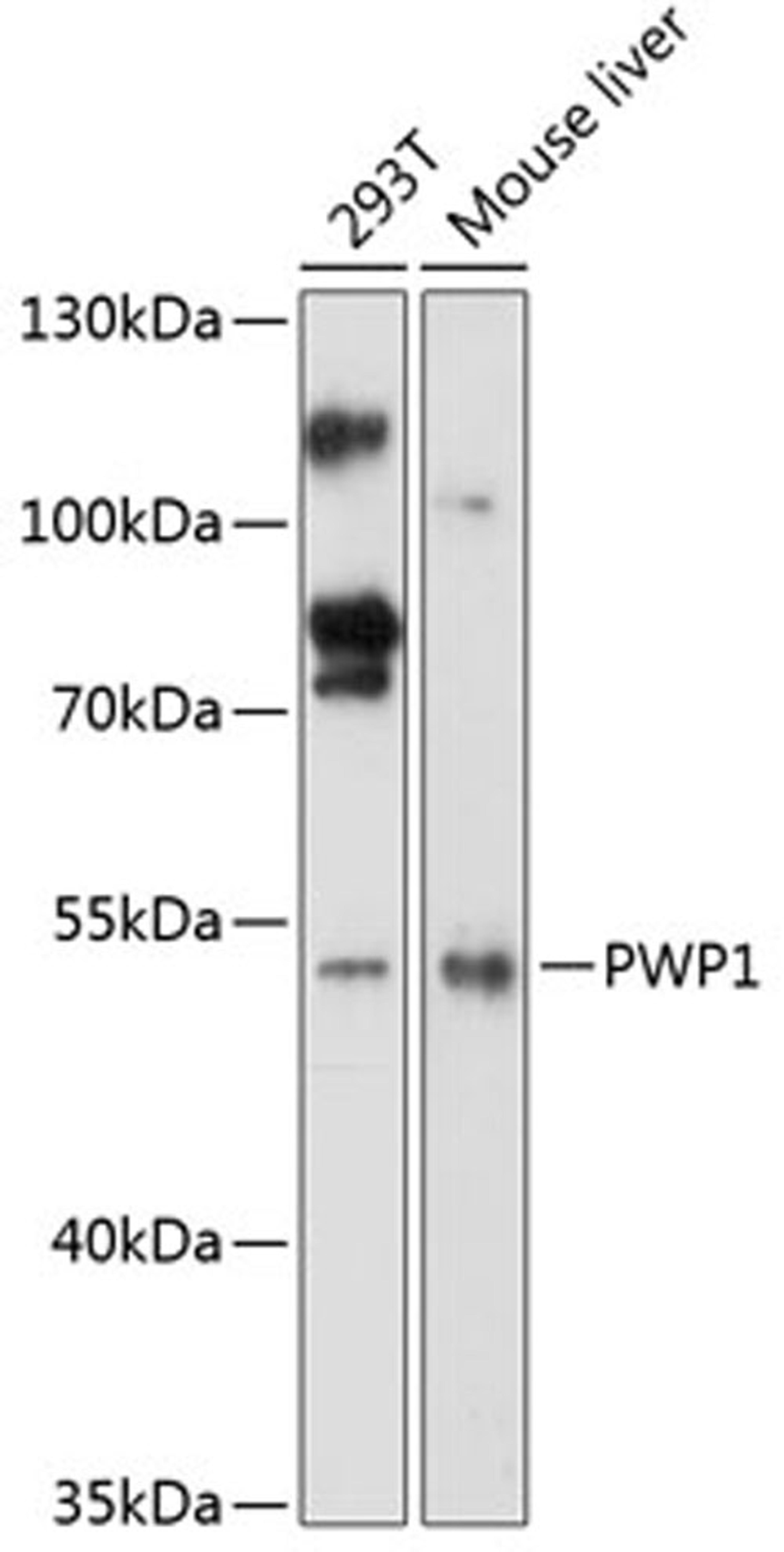 Western blot - PWP1 antibody (A14272)