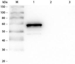 Western blot analysis of His-Tagged Recombinant using AKT1 Western Chemiluminescent Blotting Kit