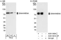 Detection of human ENAH/MENA by western blot and immunoprecipitation.