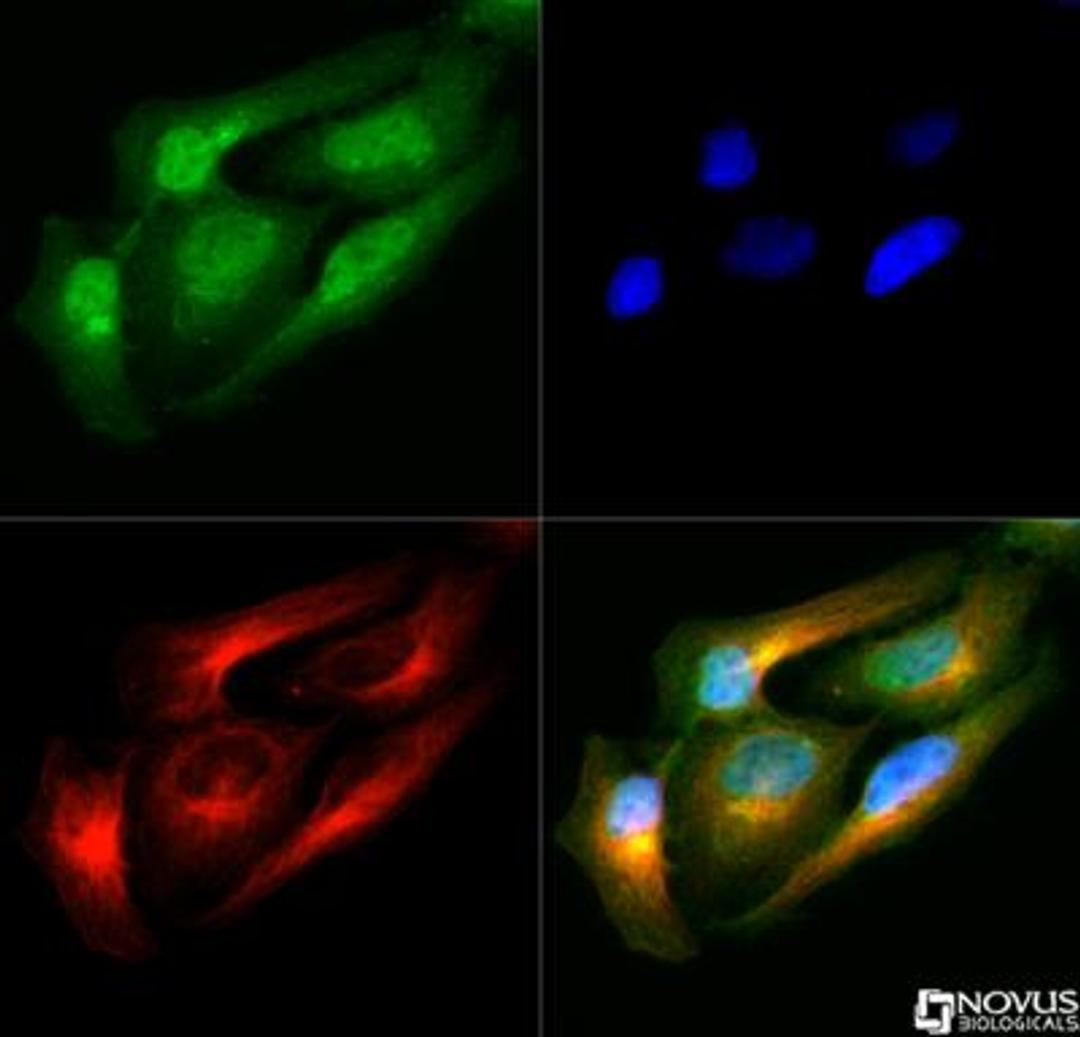 Immunocytochemistry/Immunofluorescence: FANCM Antibody [NB110-98674] - FANCM antibody was tested in HeLa cells with DyLight 488 (green). Nuclei and alpha-tubulin were counterstained with DAPI (blue) and Dylight 550 (red).