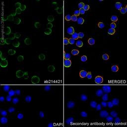 Immunocytochemistry - Anti-PD1 antibody [EPR20665] (ab214421)