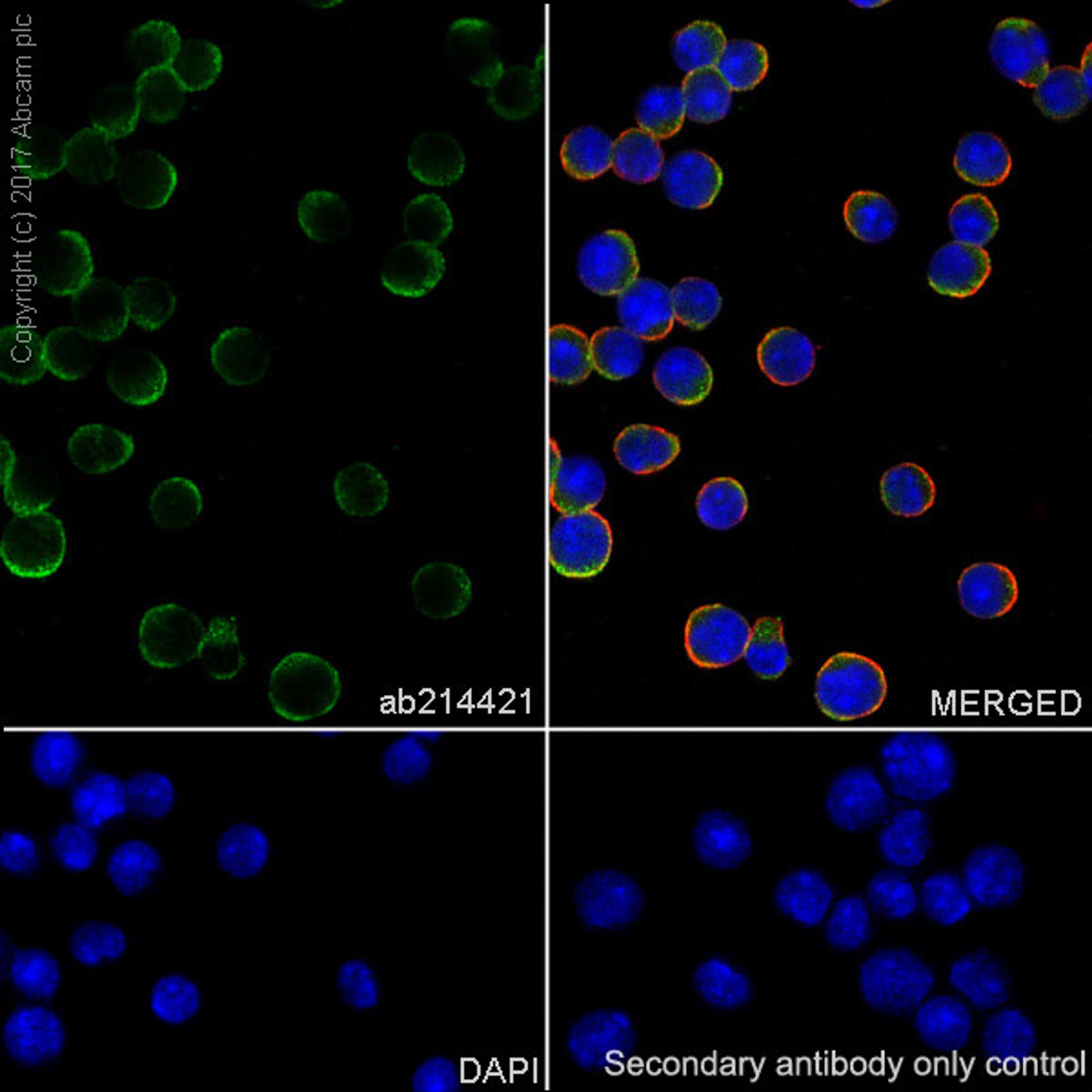 Immunocytochemistry - Anti-PD1 antibody [EPR20665] (ab214421)