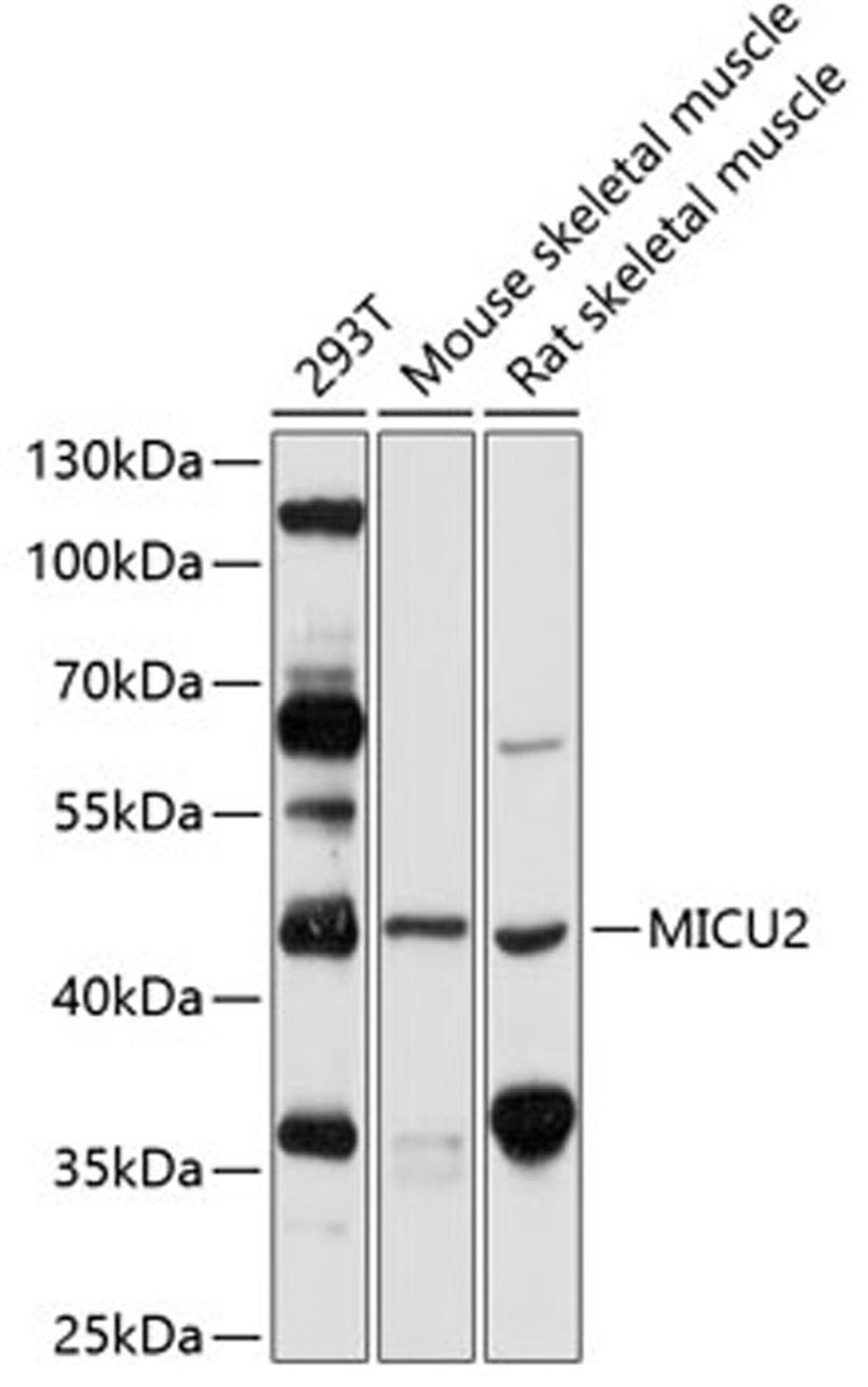 Western blot - MICU2 antibody (A12198)