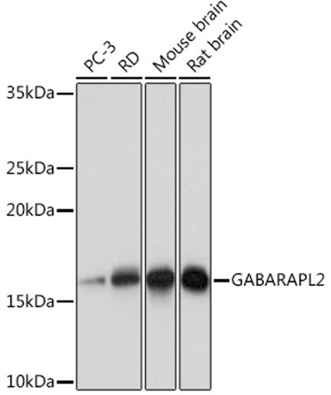 Western blot - GABARAPL2 Rabbit mAb (A9585)