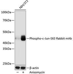 Western blot - Phospho-c-Jun-S63 Rabbit mAb (AP0105)