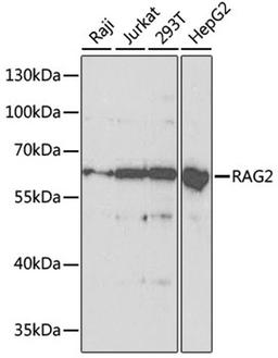 Western blot - RAG2 antibody (A5626)