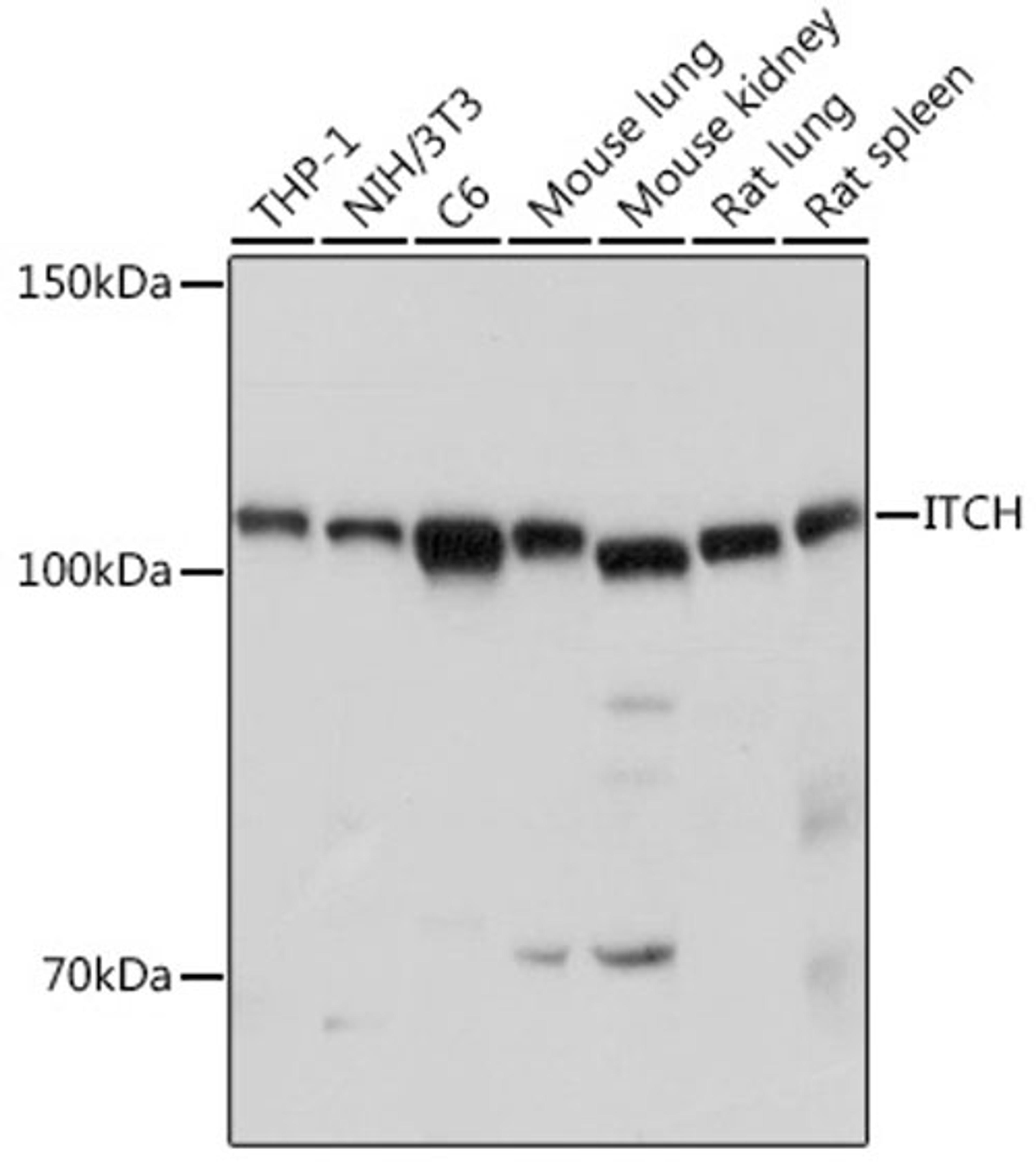 Western blot - ITCH antibody (A15612)