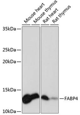 Western blot - FABP4 Rabbit mAb (A11481)