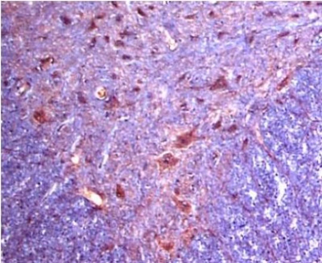 Immunohistochemistry: Alpha 2c Adrenergic Receptor Antibody [NB110-39031] - Alpha 2C staining  in rat ventral spinal cord. Detection was done using HRP-AEC staining reagents (red color), and tissues were counterstained with hematoxylin (blue color).  Working dilution is 1:100-1:300