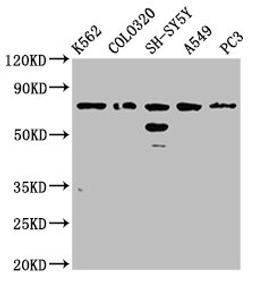 Western Blot. Positive WB detected in: K562 whole cell lysate, Colo320 whole cell lysate, SH-SY5Y whole cell lysate, A549 whole cell lysate, PC-3 whole cell lysate. All lanes: BRINP3 antibody at 3.8µg/ml. Secondary. Goat polyclonal to rabbit IgG at 1/50000 dilution. Predicted band size: 89, 77 kDa. Observed band size: 77 kDa