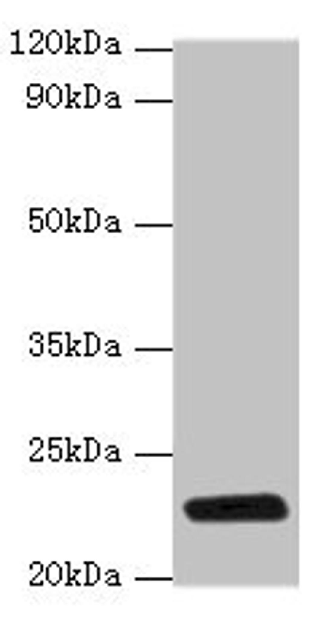 Western blot. All lanes: rpiA antibody at 2µg/ml + DH5a whole cell lysate. Secondary. Goat polyclonal to rabbit IgG at 1/10000 dilution. Predicted band size: 23 kDa. Observed band size: 23 kDa