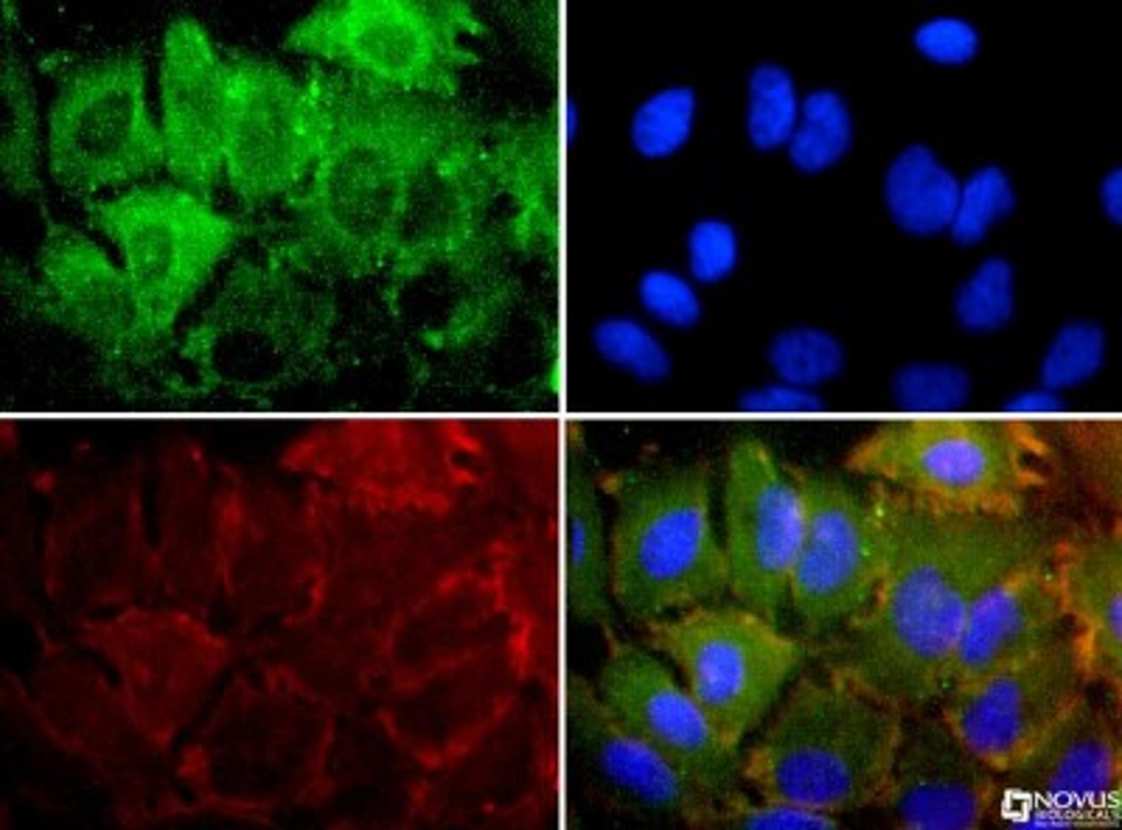 Immunocytochemistry/Immunofluorescence: GRP78/HSPA5 Antibody [NBP1-06274] - BIP/Grp78 antibody was tested in HeLa cells with Dylight 488 (green). Nuclei and alpha-tubulin were counterstained with DAPI (blue) and Dylight 550 (red).