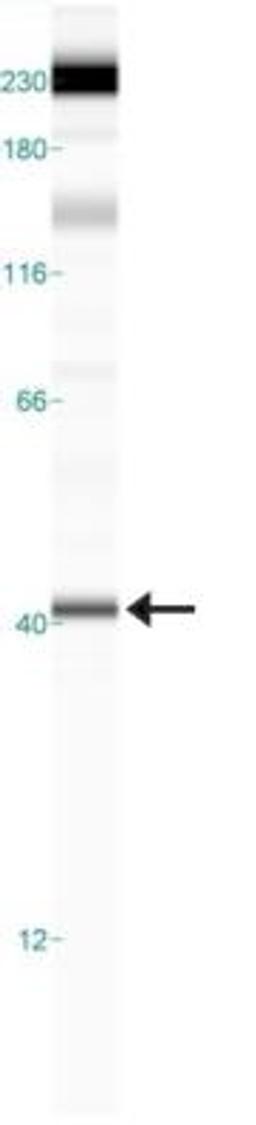 Simple Western: FPR1 Antibody [NB100-56473] - Simple Western lane view shows a specific band for FPR1 in 0.5 mg/ml of Mouse Liver lysate.  This experiment was performed under reducing conditions using the 12-230 kDa separation system. *Non-specific interaction with the 230 kDa standard may be seen with this antibody.