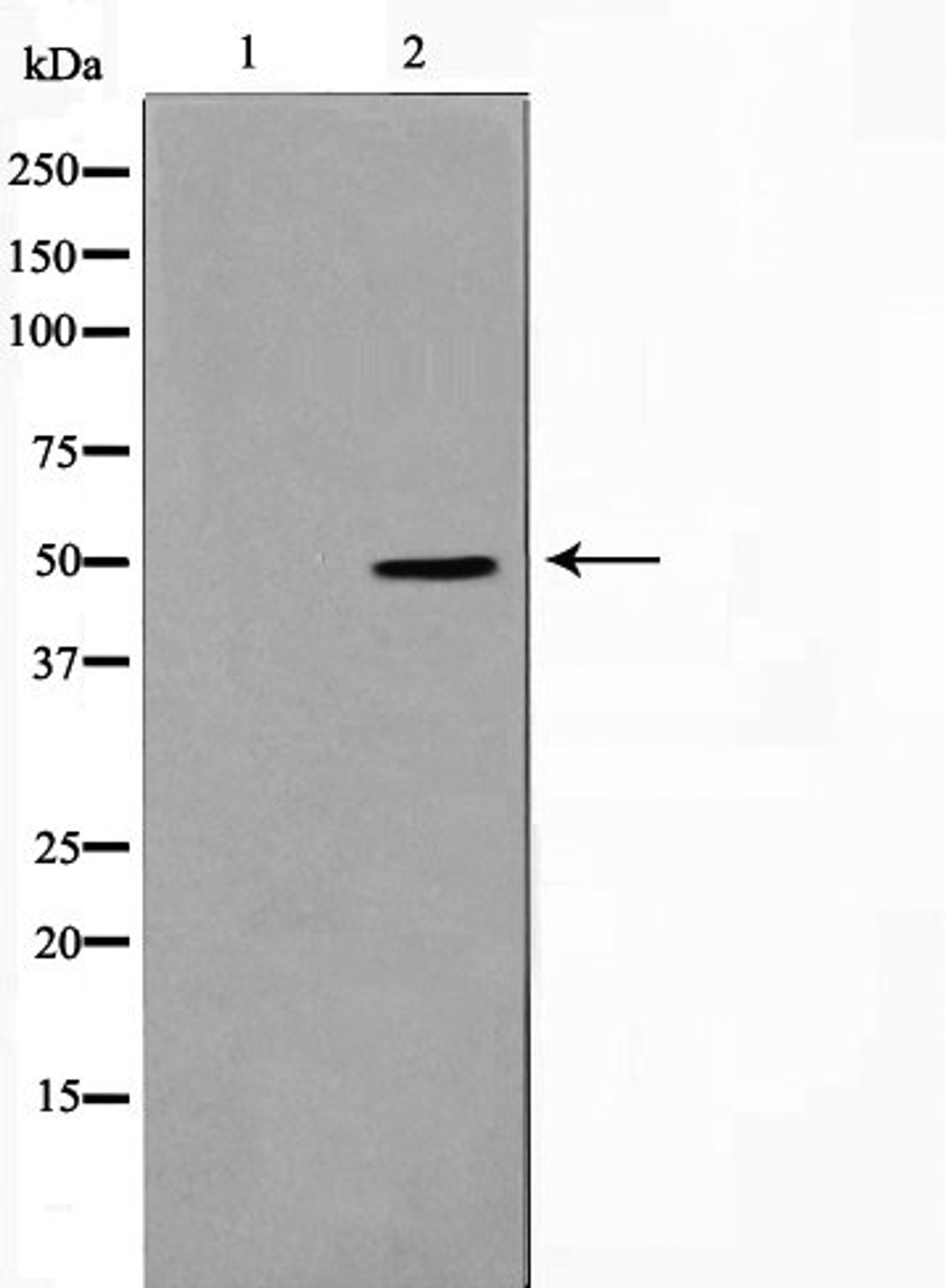 Western blot analysis of HepG2 cell lysate using SERC1 antibody