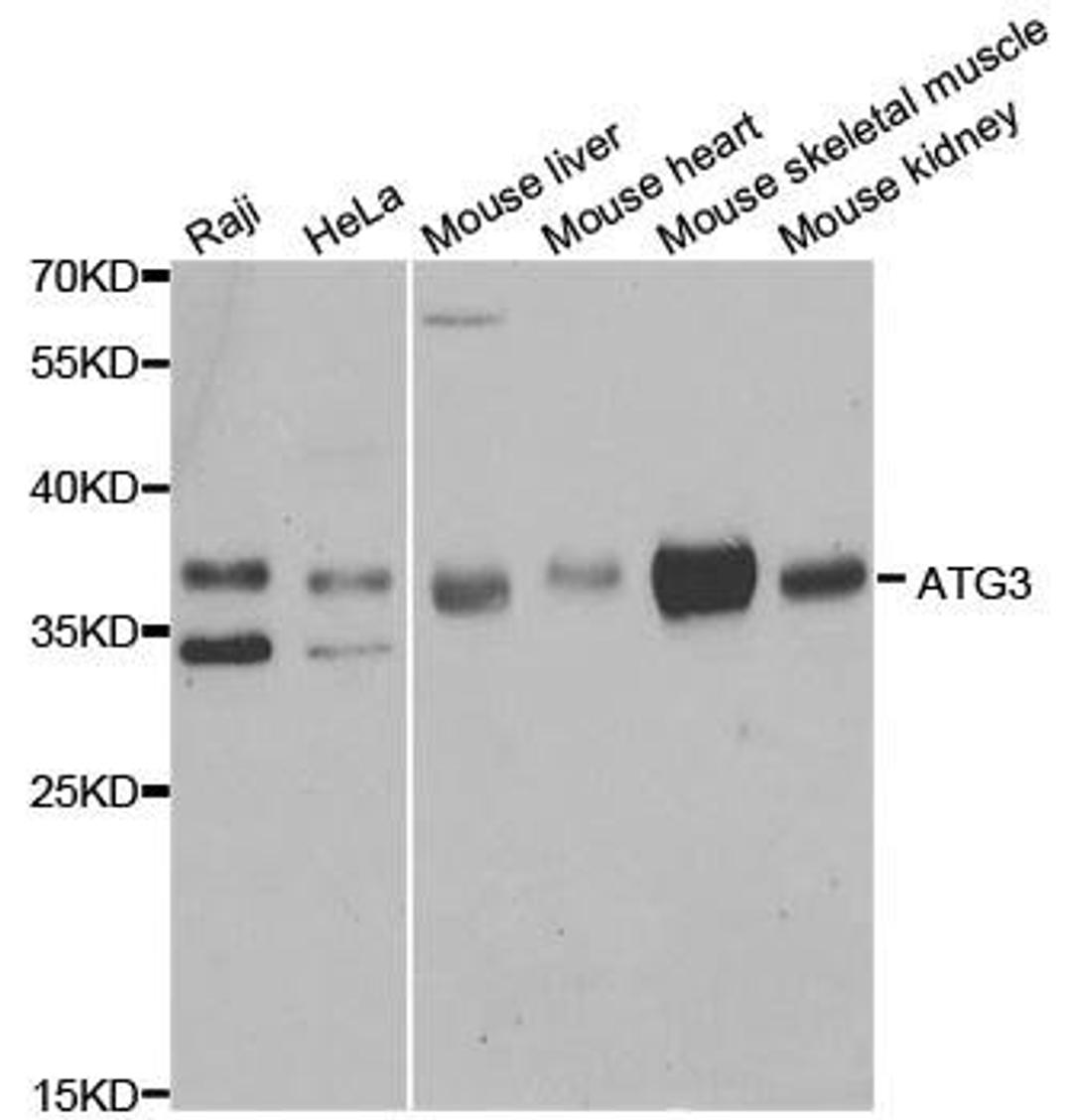 Western blot analysis of extracts of various cell lines using ATG3 antibody