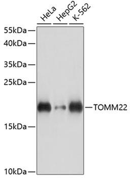 Western blot - TOMM22 antibody (A14548)