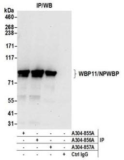 Detection of human WBP11/NPWBP by western blot of immunoprecipitates.