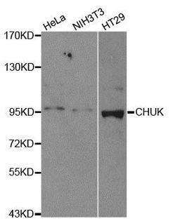 Western blot analysis of extracts of various cell lines using IKKAlpha antibody