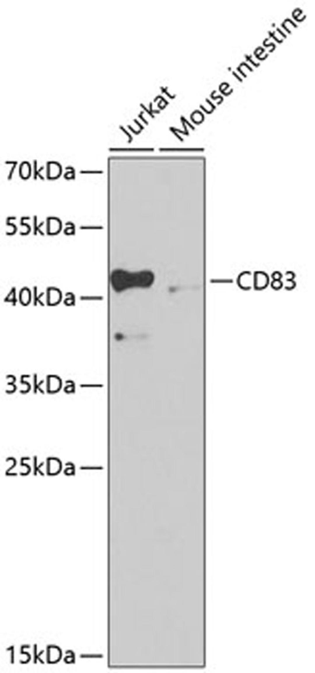 Western blot - CD83 antibody (A2040)