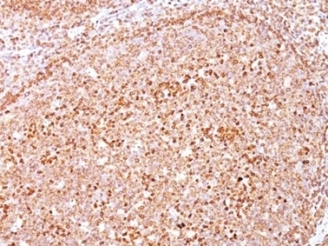 Formalin-fixed, paraffin-embedded human tonsil stained with anti-CD79a antibody (SPM550).