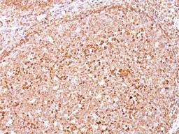 Formalin-fixed, paraffin-embedded human tonsil stained with anti-CD79a antibody (SPM550).